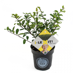 i-LEXIT! altijd groene haag, geen last van buxusrups. Weinig of geen last van schimmelziekten.