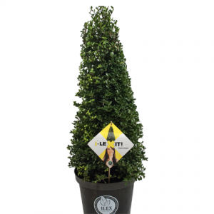 i-LEXIT! altijd groene haag, geen last van buxusrups. Weinig of geen last van schimmelziekten.