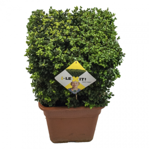 i-LEXIT! altijd groene haag, geen last van buxusrups. Weinig of geen last van schimmelziekten.