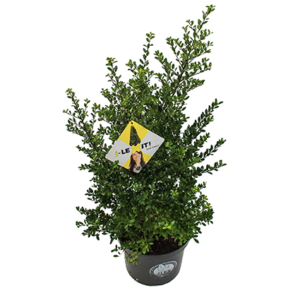 i-LEXIT! altijd groene haag, geen last van buxusrups. Weinig of geen last van schimmelziekten.