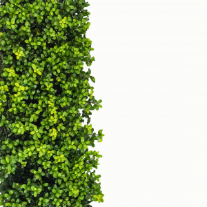 i-LEXIT! altijd groene haag, geen last van buxusrups. Weinig of geen last van schimmelziekten.