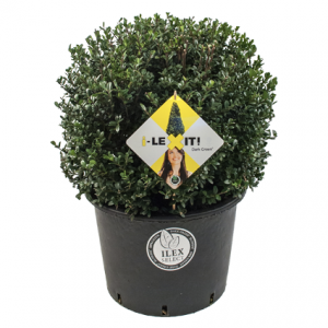 i-LEXIT! altijd groene haag, geen last van buxusrups. Weinig of geen last van schimmelziekten.
