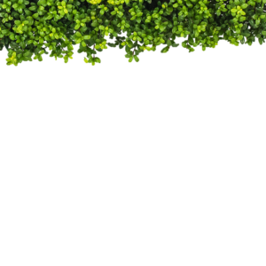 i-LEXIT! altijd groene haag, geen last van buxusrups. Weinig of geen last van schimmelziekten.